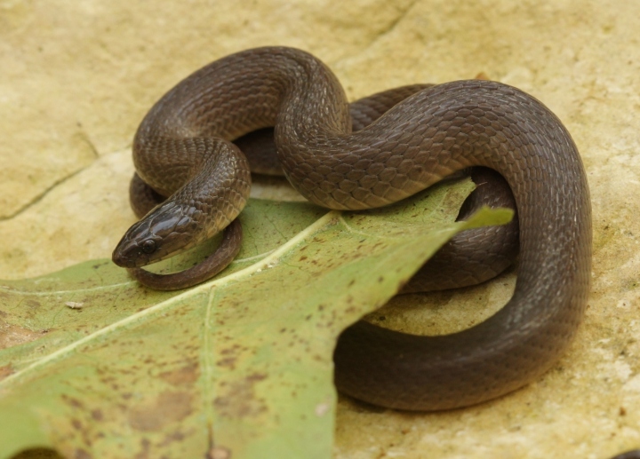 Rough Earth Snake